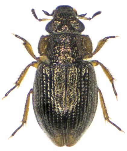 Réf. 300 516 : Ochthebius dilatatus